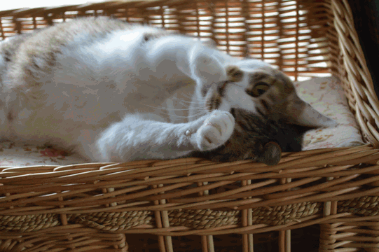 c0136736_11273422.gif