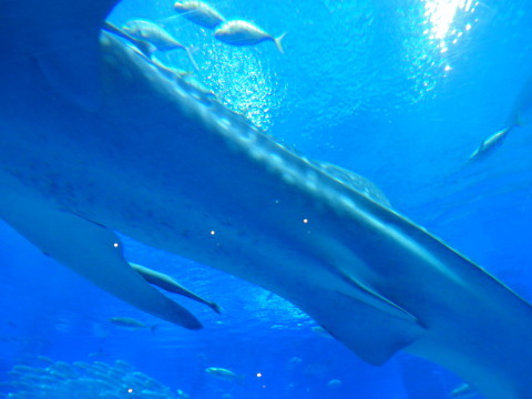 c0137641_08535764.jpg