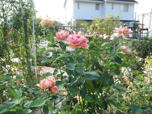 a0243064_11321186.jpg