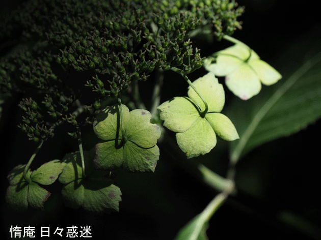 e0346064_19145215.gif