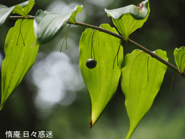 e0346064_19151355.gif