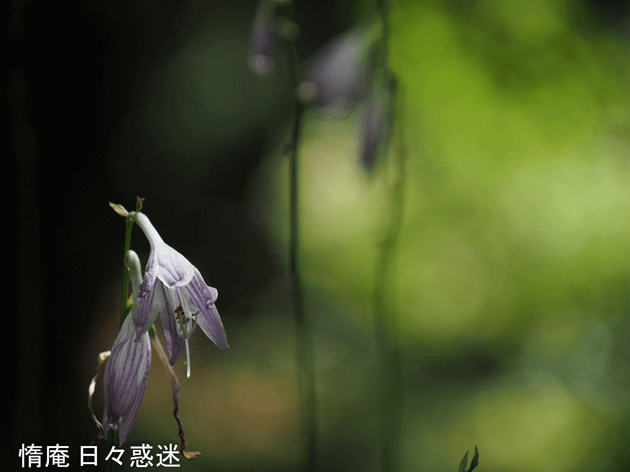 e0346064_1915152.gif