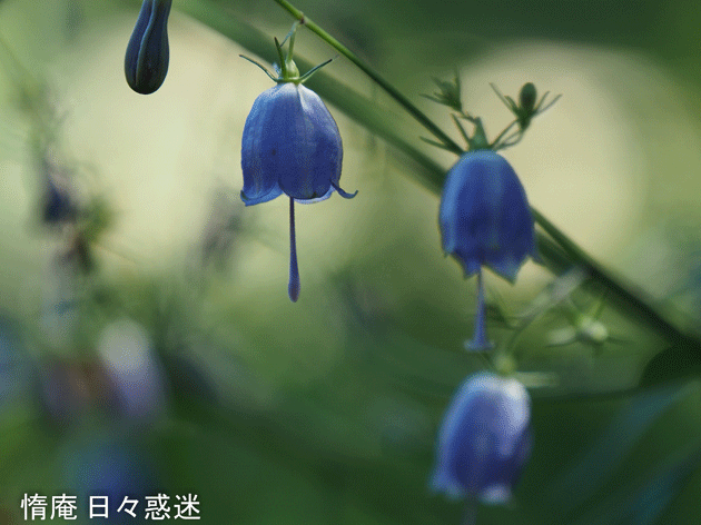 e0346064_19152123.gif