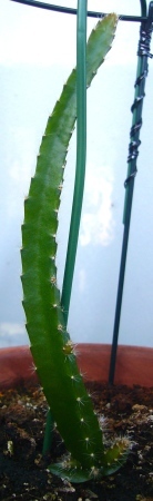 b0025169_15300682.jpg