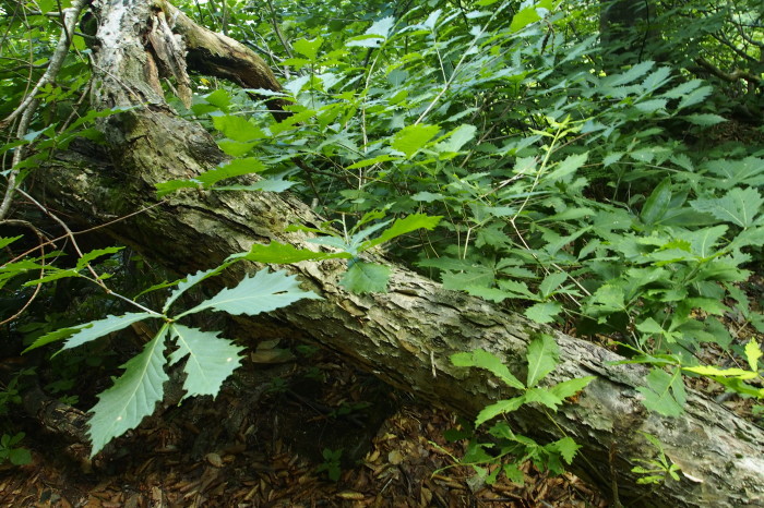 e0307372_15513195.jpg