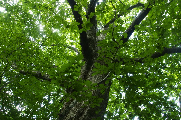 e0307372_17210359.jpg