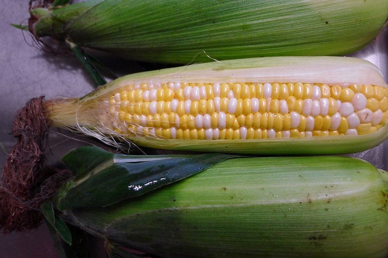 a0130586_817915.jpg