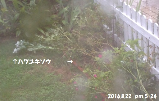 f0162908_21422143.jpg