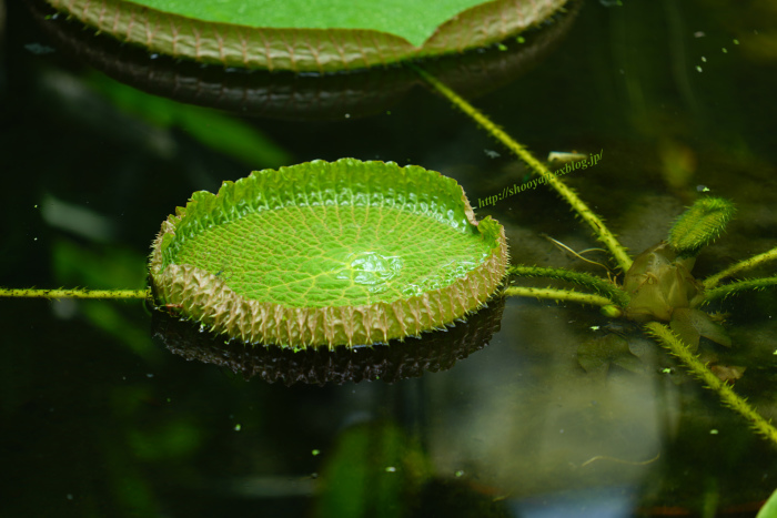 a0333661_16591301.jpg