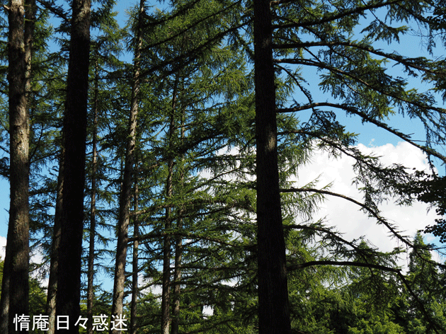 e0346064_17331061.gif