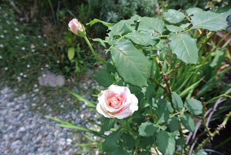 e0041168_13565112.jpg