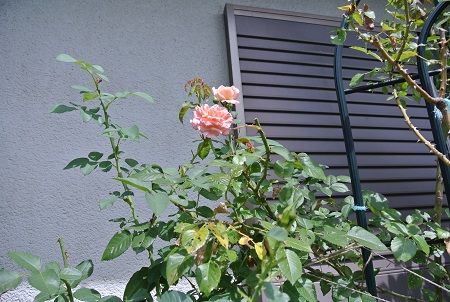 e0041168_1357394.jpg