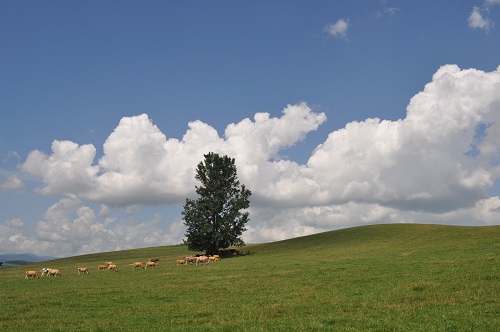 e0180796_5133088.jpg