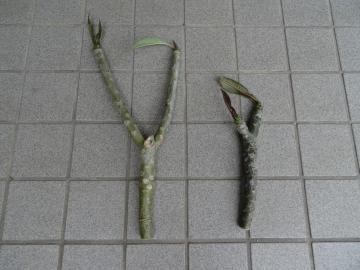 c0125501_15224278.jpg