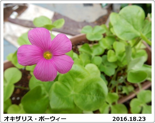 e0033229_1717388.jpg