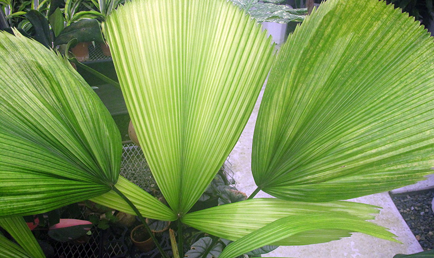d0147530_830728.jpg
