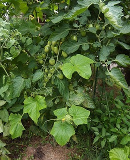 e0004756_21520950.jpg