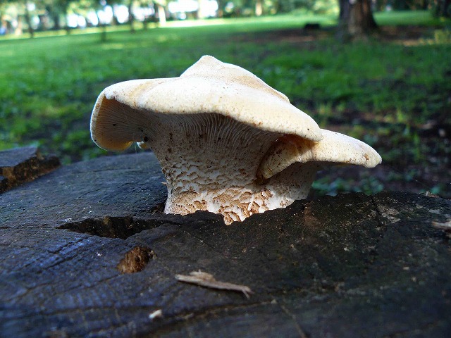 d0019074_14332051.jpg