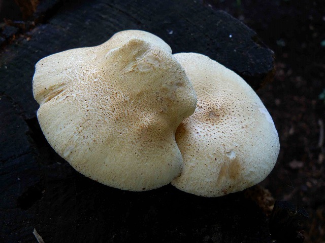 d0019074_1434515.jpg