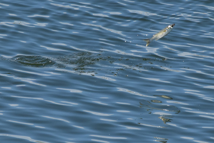 c0049299_22174775.jpg