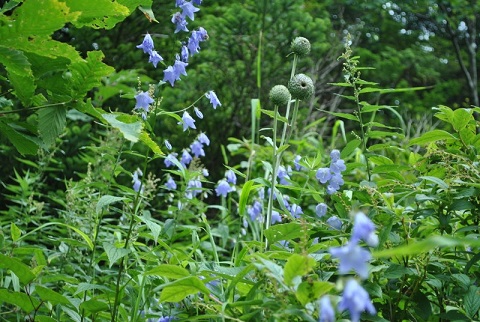 f0000521_5161988.jpg