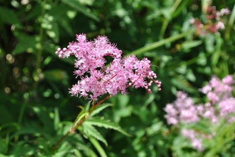 f0000521_5345441.jpg