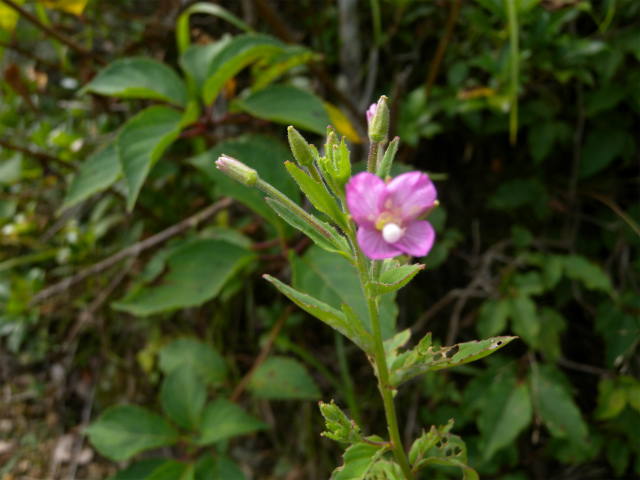 e0272335_212431.jpg