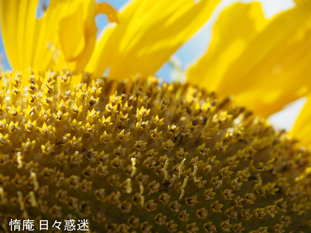 e0346064_19531619.gif