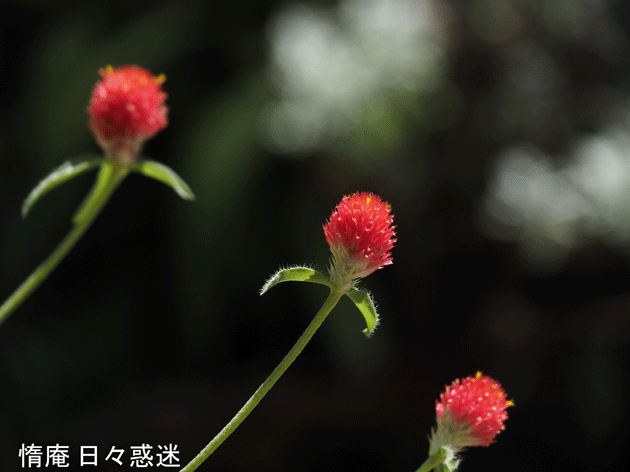 e0346064_19533573.gif