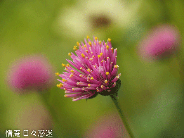 e0346064_19534681.gif