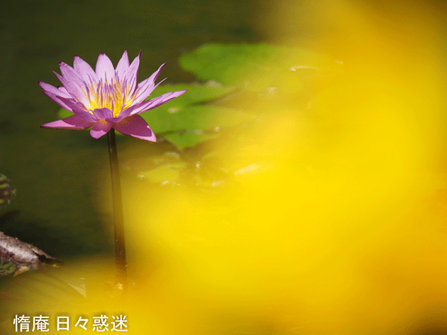 e0346064_1953680.gif