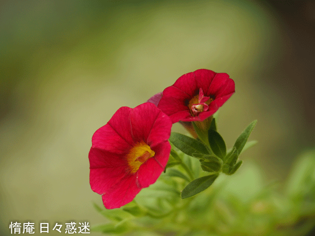 e0346064_19541676.gif