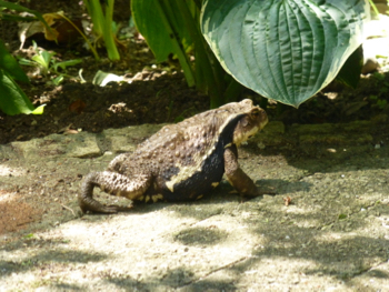 c0040472_1625294.jpg