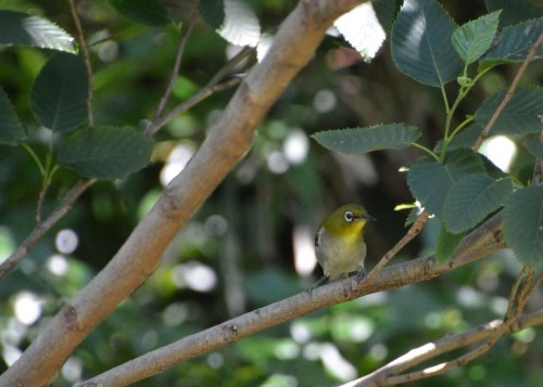 c0204385_17064090.jpg