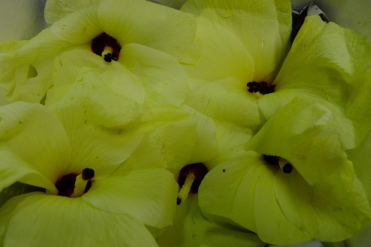 a0130586_1982663.jpg