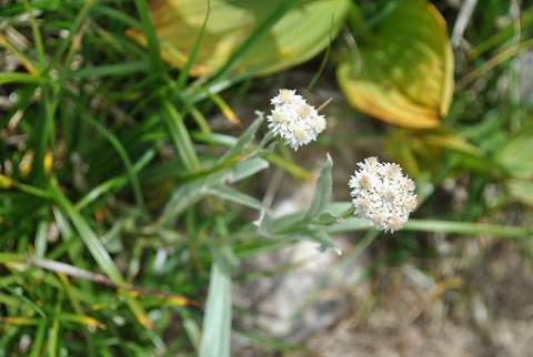 f0000521_454053.jpg