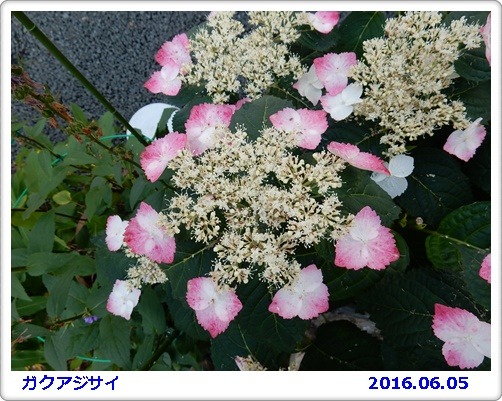 e0033229_184438.jpg