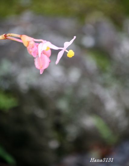 c0249836_13294551.jpg