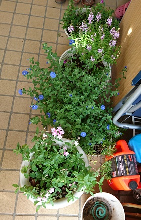 f0087347_239527.jpg