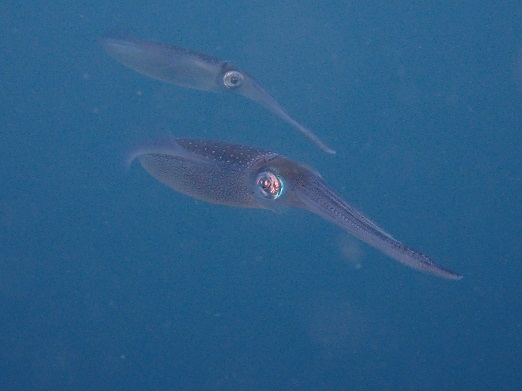 e0132965_718824.jpg