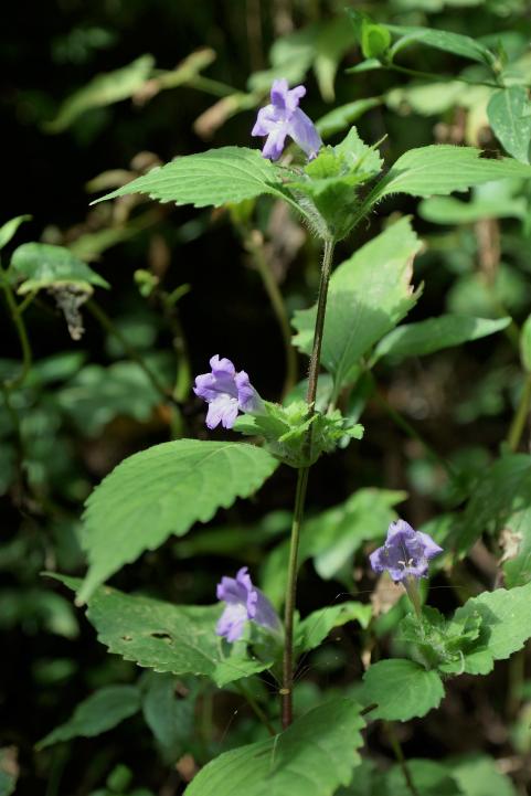 c0248473_2027165.jpg