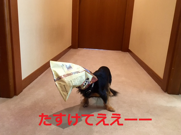 a0157174_2123410.png