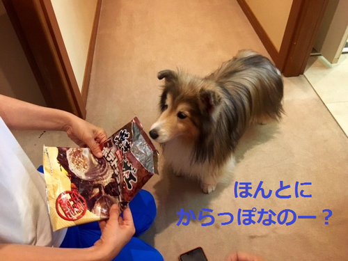 a0157174_21274569.png