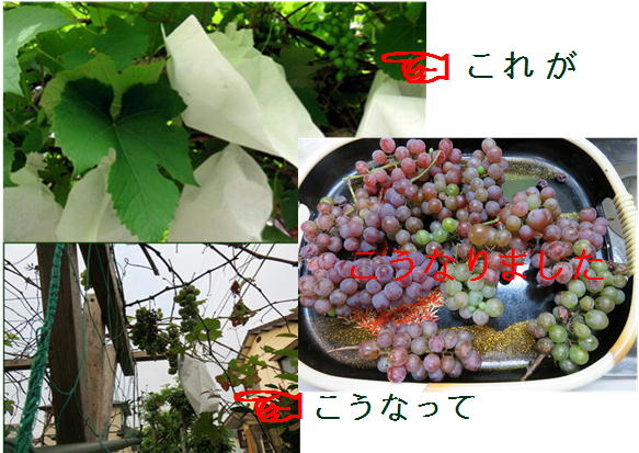 f0003174_9595077.jpg