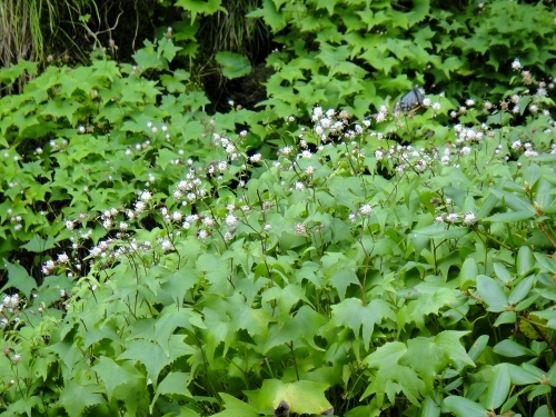f0372285_11003305.jpg