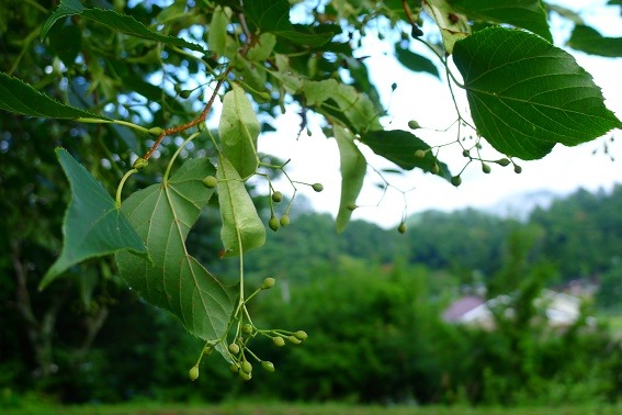 a0130586_7414035.jpg