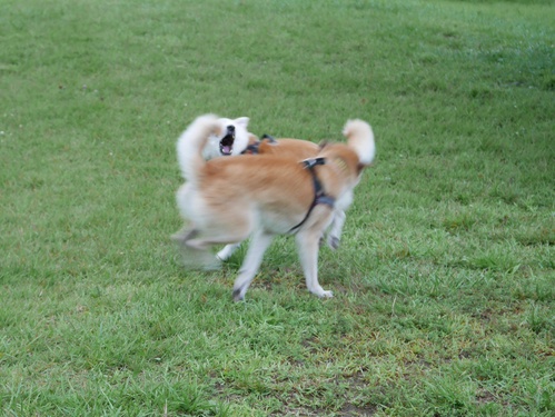 c0123890_13274498.jpg