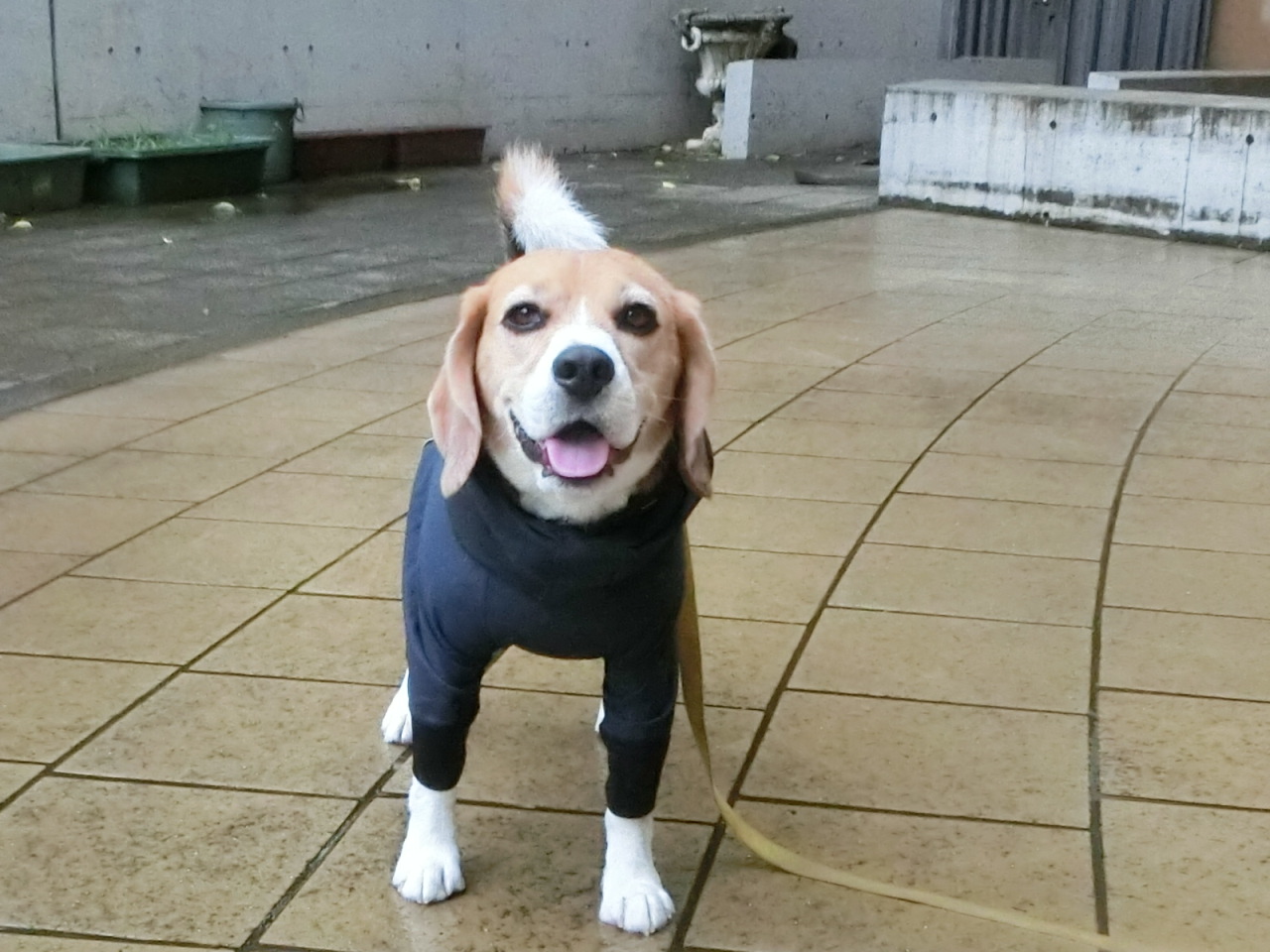 a0319693_8573888.jpg