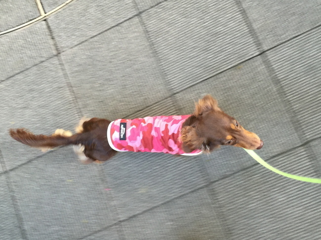 c0117831_15562953.jpg