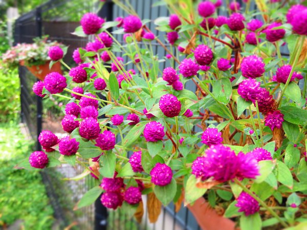 b0341140_1514430.jpg